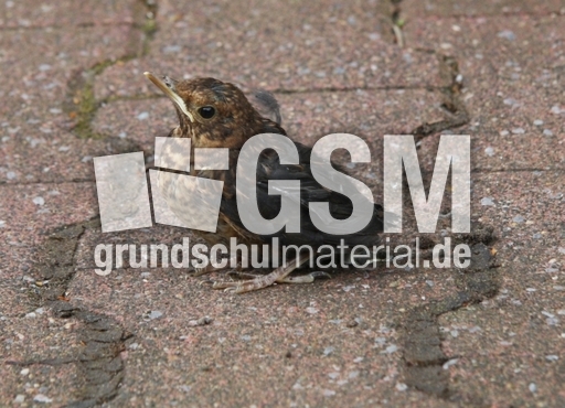 junge-Amsel-2010 006.jpg